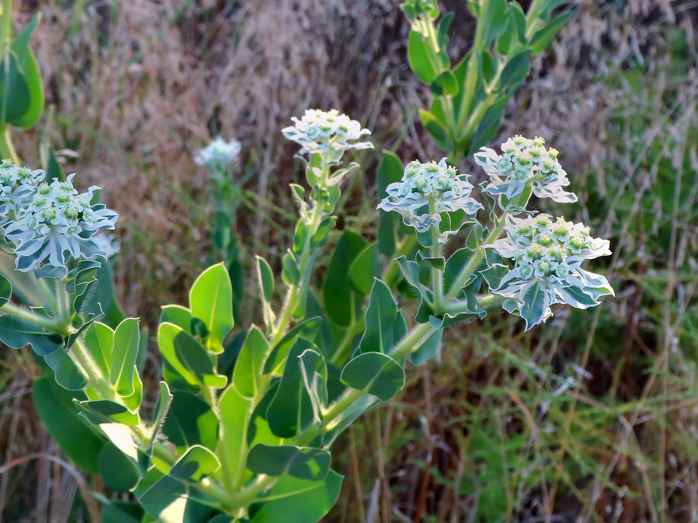 Wildflowers in the grass by Horseshoe RV Park, Ranger &mdash; representative imagery, not a specific Horseshoe RV Park photo